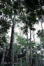 Image result for Khaya anthotheca