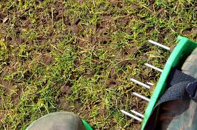 Aeration is good for lawns, but it can stress grass if timed improperly. What To Do After Aerating Your Lawn 5 Essential Tips Pepper S Home Garden