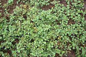 Image result for Trianthema