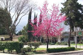 Flowering and fruiting peach variety. Pin On Garden