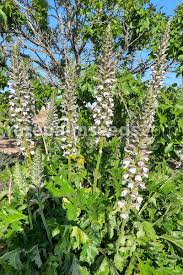 Image result for Acanthus polystachyus