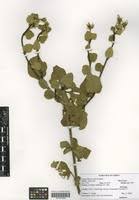 Image result for Hibiscus fuscus