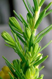 Image result for Gnidia