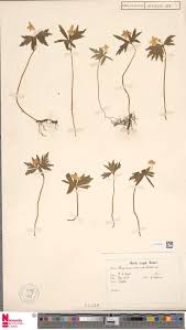 Image result for Rhabdophyllum welwitschii