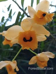 Image result for Thesium fimbriatum