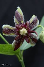 Image result for Pergularia daemia