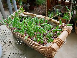 ネックレスの挿し芽はいかにして伸びゆくか 緑町のウェブ屋 多肉植物と球根 着生植物のベランダガーデン 跡地