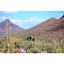 Today we talk about the 6 cactus adaptations in the desert. 13 Desert Plants Ideas Desert Plants Cactus Desert Biome