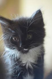 Black And White Tuxedo Cat Fluffy Black And White Tuxedo Tux Kitty Kitten Cat Baby Cats Cute Little Animals Raining Cats And Dogs