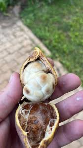 Image result for Landolphia parvifolia