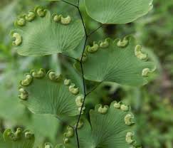 Image result for Cheilanthes angustifrondosa