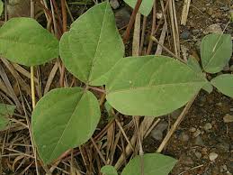 Image result for Vigna radicans
