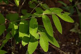 Image result for Lannea discolor