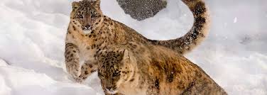 Resultado de imagen de fotos de animales en peligro de extinción