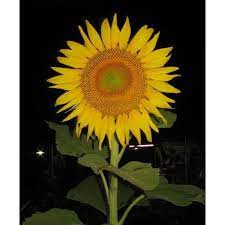 Helianthus annuus, the common sunflower, is a large annual forb of the genus helianthus grown as a crop for its edible oil and edible fruits. 10 Bunga Matahari Early Russian Shopee Indonesia