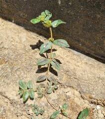 Image result for Euphorbia polycnemoides