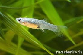 Linda grew up in warner robins, ga. Guppy Pintail Gold Endler Poecilia Wingei Online Shop