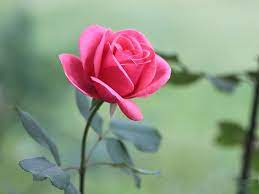 Nothing gets more elegant than a pink rose! Beautiful Pink Rose Flowers Images Free Download