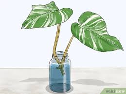 How to care for monstera after successful propagation. How To Grow Variegated Monstera 11 Steps With Pictures