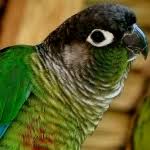 Parrots, also known as psittacines /ˈsɪtəsaɪnz/, are birds of the roughly 398 species in 92 genera comprising the order psittaciformes /ˈsɪtəsɪfɔːrmiːz/, found mostly in tropical and subtropical regions. Types Of Parrots