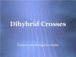 Thus, a dihybrid cross involves two pairs of genes. Ppt Dihybrid Crosses Powerpoint Presentation Free Download Id 1784184