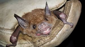 Only the best hd background pictures. What Happens To Bats After A Hurricane Blog Nature Pbs