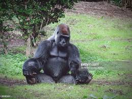 Full Length Of Gorilla Sitting On Field Gorilla Cute Baby Animals Baby Animals