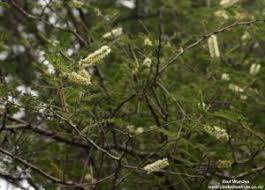Image result for Acacia fleckii