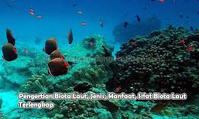 Alasan mengapa laut sangat penting bagi kehidupan di bumi salah satunya adalah karena dengan adanya laut memungkinkan terserapnya sekitar 30 hingga 50 persen karbon dioksida dari hasil pembakaran. Pengertian Biota Laut Jenis Manfaat Dan Sifatnya Bahas Lengkap