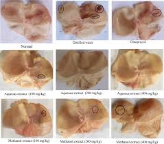 Image result for Sarcocephalus pobeguinii