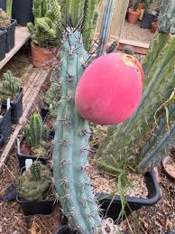 Image result for Pycreus aethiops