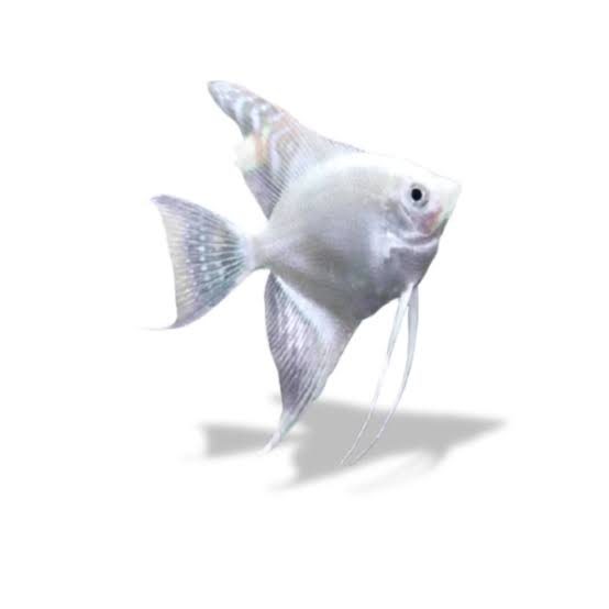 Manfish Platinum - Molly Jaya Indonesia