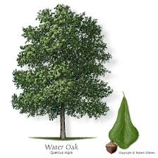 Resultado de imagen de oak