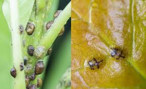 Image result for puklice