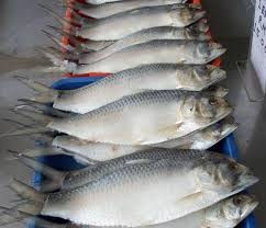 Sirip ikan serta menjaga dari. Kamus Ikan Bolehlah Tunjuk Handal Depan Mak Mertua Nanti Makanan Resipi Explorasa Forum Cari Infonet
