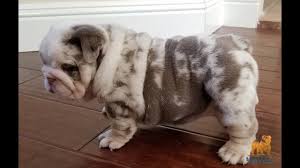 After the english bulldog was outlawed for tri's in the lilac are about the same as the blue. Question How Much Is A Blue Merle Bulldog 2021