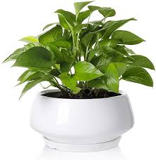Free next day delivery on eligible orders for amazon prime members | buy large planters and pots on amazon.co.uk. Amazon Com Indoor Planter Prime Eligible Large Plant Pots Ceramic Plant Pots White Ceramic Planter