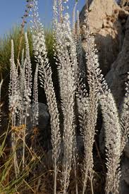 Image result for Drimia calcarata