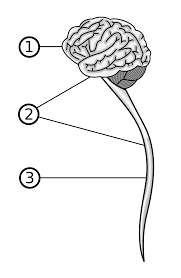 Zentralnervensystem Wikipedia