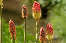Image result for Kniphofia