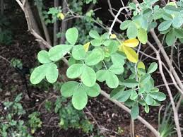Image result for Crotalaria capensis