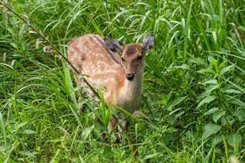 So Vertreiben Sie Rehe Aus Dem Garten Gartenlexikon De