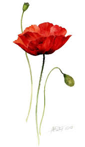 Single Poppy Watercolor Poppies Watercolor Flowers Watercolor Art