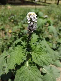 Image result for Heliotropium elongatum