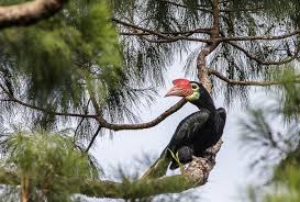It Takes A School And A Community To Save This Rare Philippine Hornbill