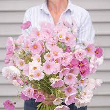 Cupcakes Mix Cosmos Summer Planting For Fall Harvest Johnny S Seeds Cosmos Flowers Cupcake Mix Flower Farm
