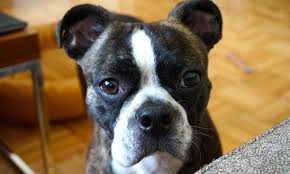 Black And White Boston Terrier Pitbull Mix Pin On Doggies