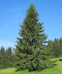 Evergreen trees are measured by height from the ground to the top branches of the tree. Buy Norway Spruce Trees For Sale Garden Goods Direct
