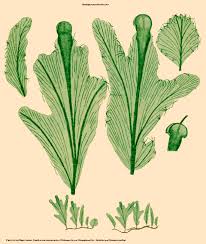 Image result for Didymoglossum erosum