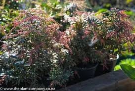 Image result for Pieris japonský little heath obrázek